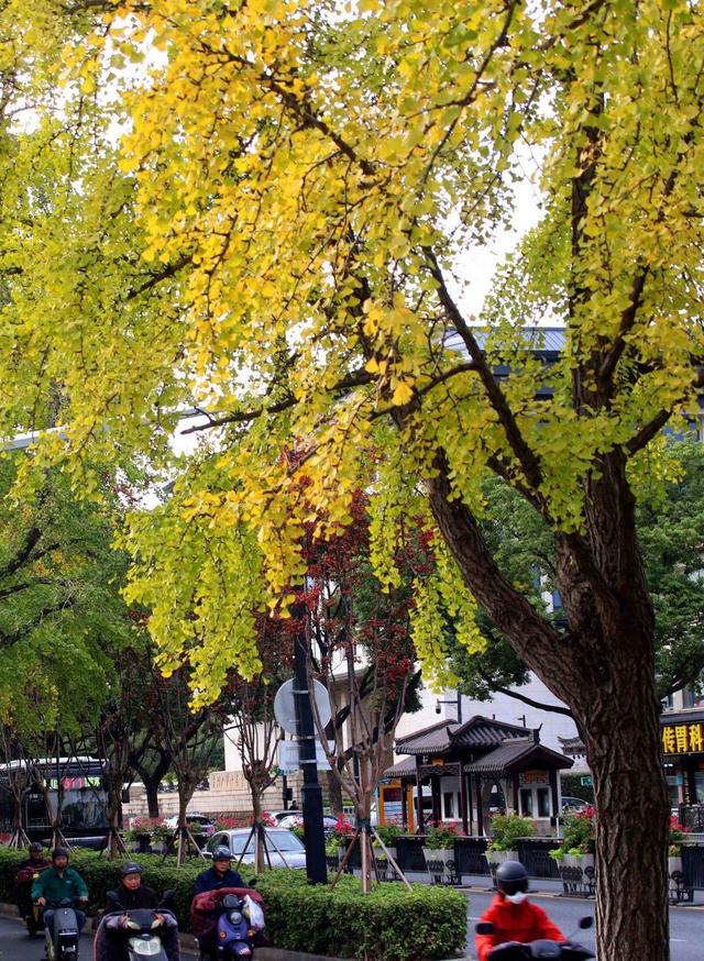 江苏苏州：街头银杏渐泛金黄 古城添别样美感