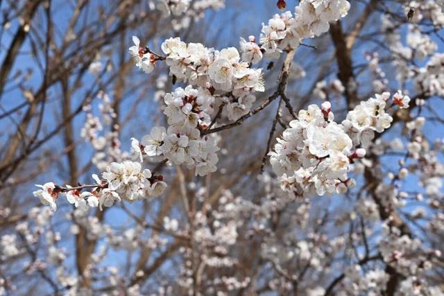 2天！3.6万余人次！二二一团的春日浪漫藏不住了~