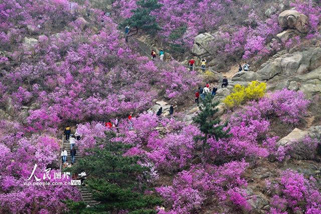 山东青岛：杜鹃花开