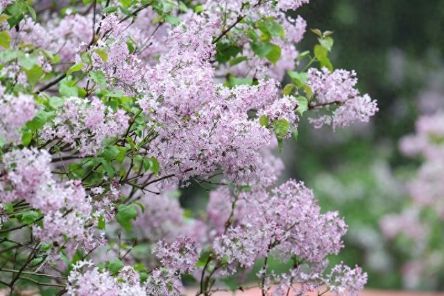 圆明园第三十一届踏青节开幕 推出两条特色赏花路线