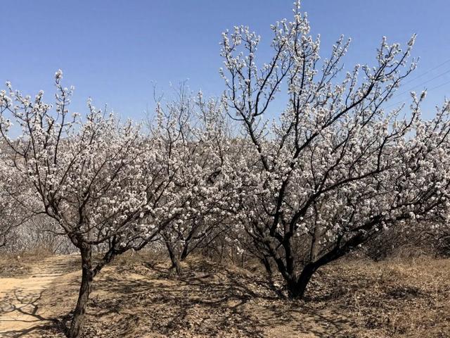 榆阳古塔：万亩杏花迎客来 农旅融合促振兴