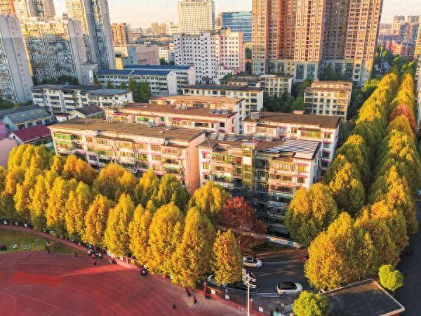 梧桐披“金” 美如画卷