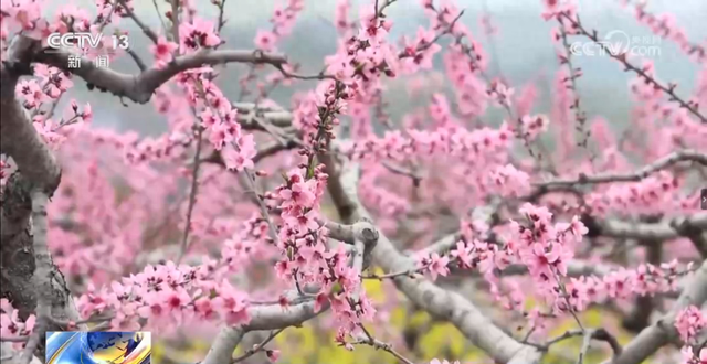 央视关注！汉川垌塚桃花文化旅游季美景出圈