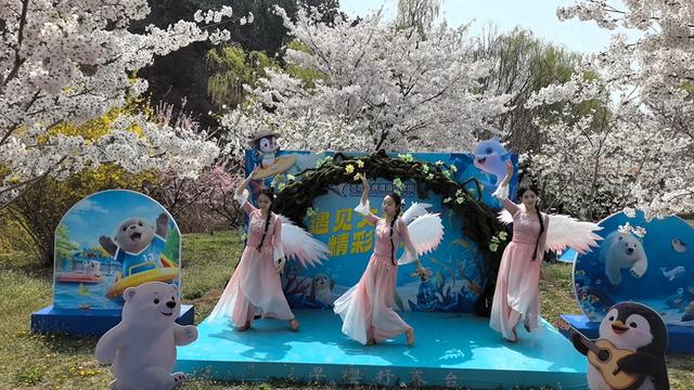 旅顺樱花园：早樱领跑，春天从这里出发