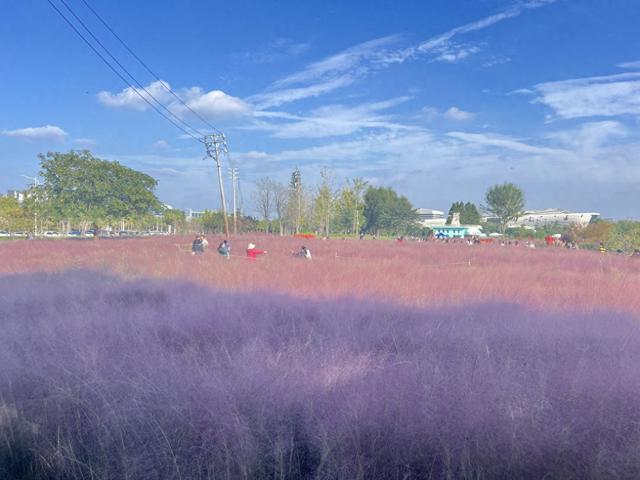 不出郑州，也有浪漫风景！ 郑东新区自动驾驶一号线邀您与粉黛子拥抱秋天