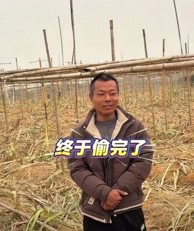 四川甘蔗大哥出妙招，游客抢收甘蔗成网红，全县旅游被盘活