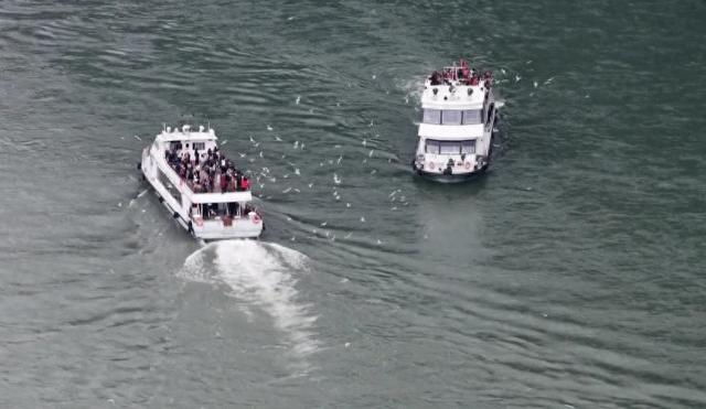 它们又双叒叕来乐山啦！场景太治愈~