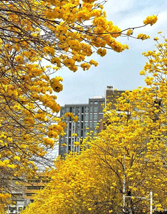 福州地铁五号线可达！满城鎏金花开，市区“金色花隧道”不要错过