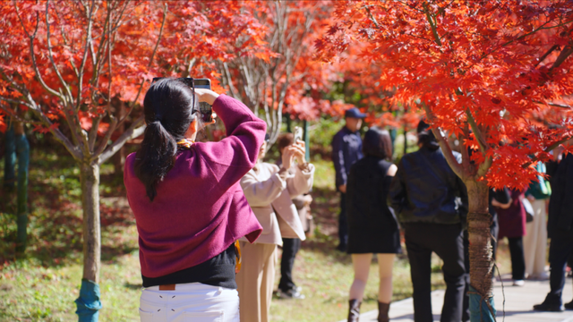 四川旺苍县红叶“高颜值”，撬动旅游“高价值”