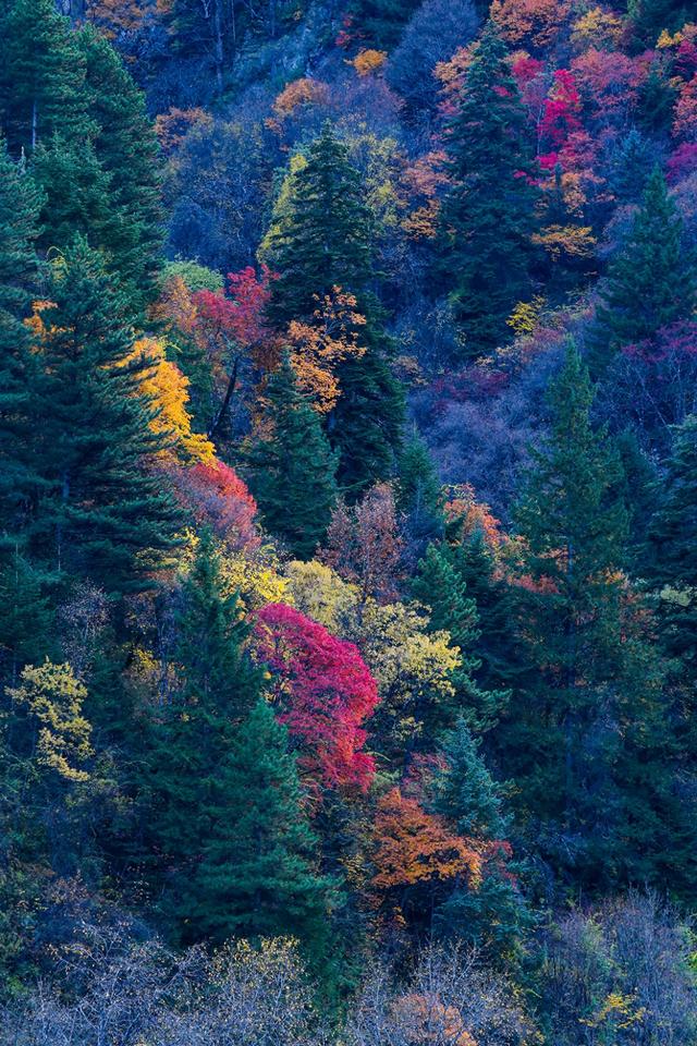 光影札记 | 黑水彩林：八十里画廊的彩林，藏着川西最绚烂的秋