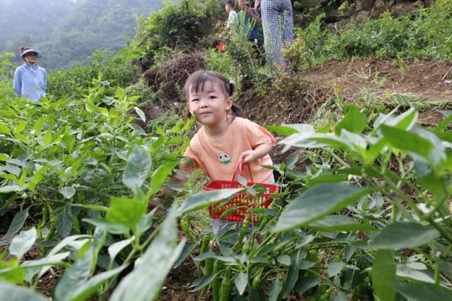 “山村收菜计划”再升级！杭城一批亲子家庭上周末驱车200公里赶到这个海拔600多米的小山村……