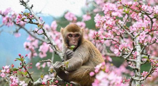 猕猴嬉闹、鸳鸯戏水、海棠映溪，屏南鸳鸯溪生态美景醉游人