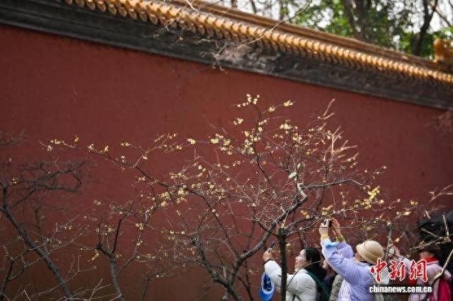 世界文化遗产南京明孝陵蜡梅飘香