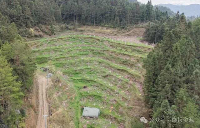 高山桃蕊绽芳华 花海映美苗乡寨——车田苗族乡黄宝村黄桃花绘就生态观赏新景致