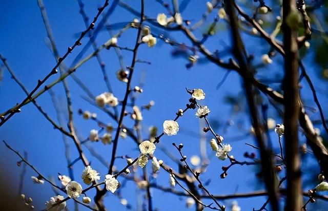 五龙潭公园梅花开了！快来打卡冬日限定美好