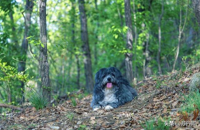 带宠撒欢隐世山居！武汉周边游｜3天2晚就在这里发呆
