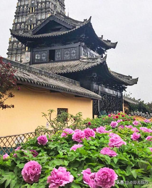 成都20000株牡丹惊艳盛放，华丽与黄墙相映，不愧是顶流赏花地！