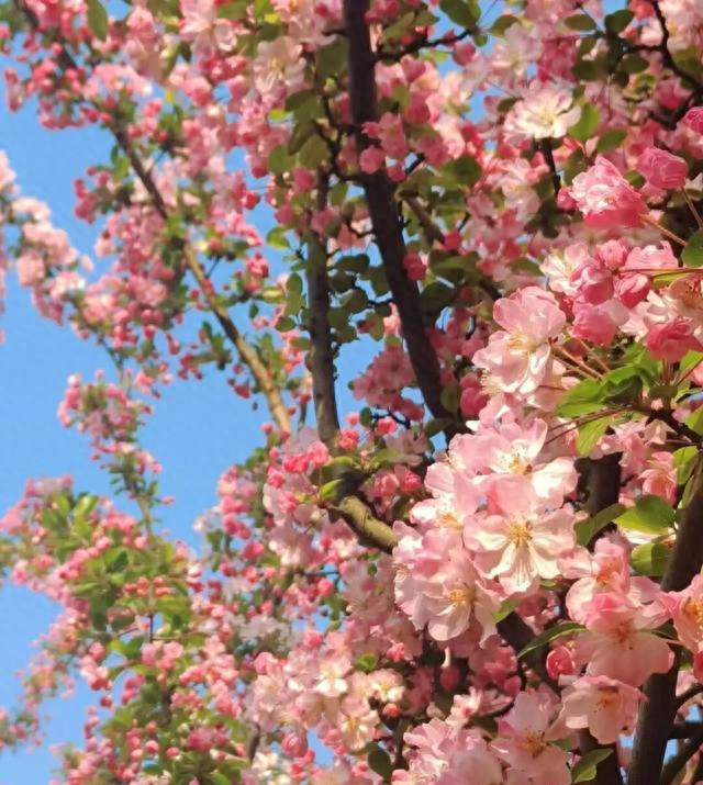 北京6处“高颜值”海棠花公园，粉色花枝肆意伸展，值得去一次