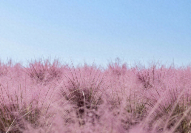 5 万株黄栌開！襄阳一免费赏花地，襄州新品种首亮相，花期到五月