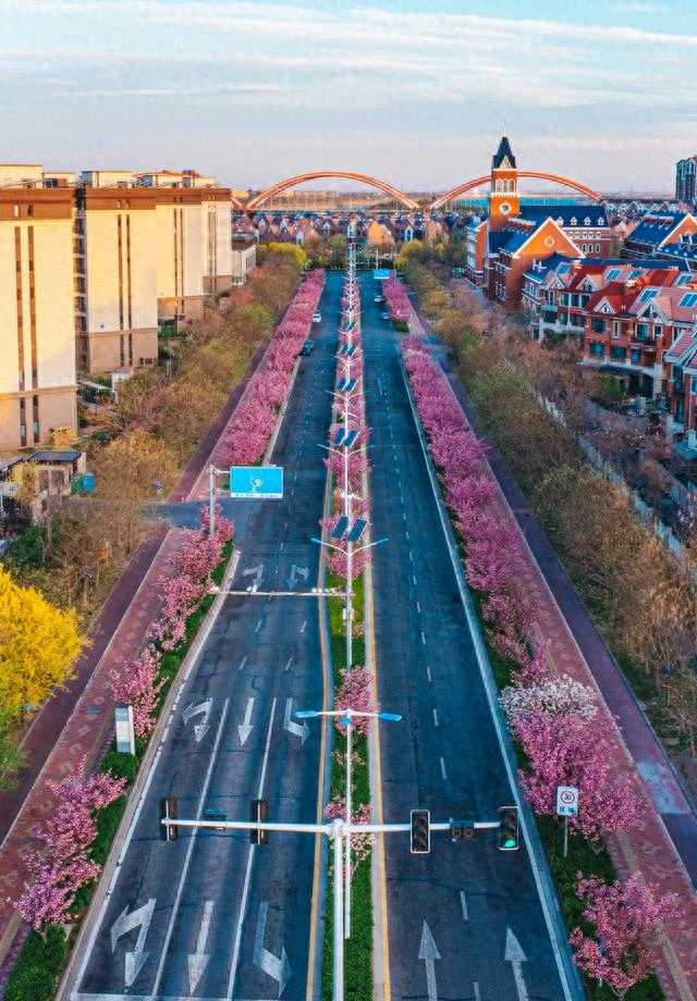 滨海新区生态城“樱花大道”惊艳盛放，美出圈啦~