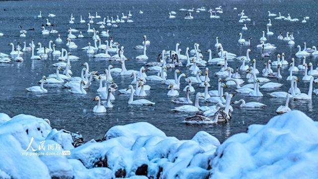 山东荣成：天鹅海湾 雪景如画