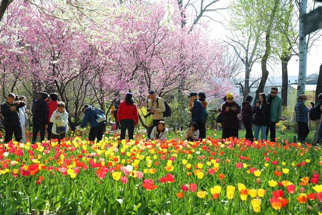 锐评丨北京的春天“有多能打”？