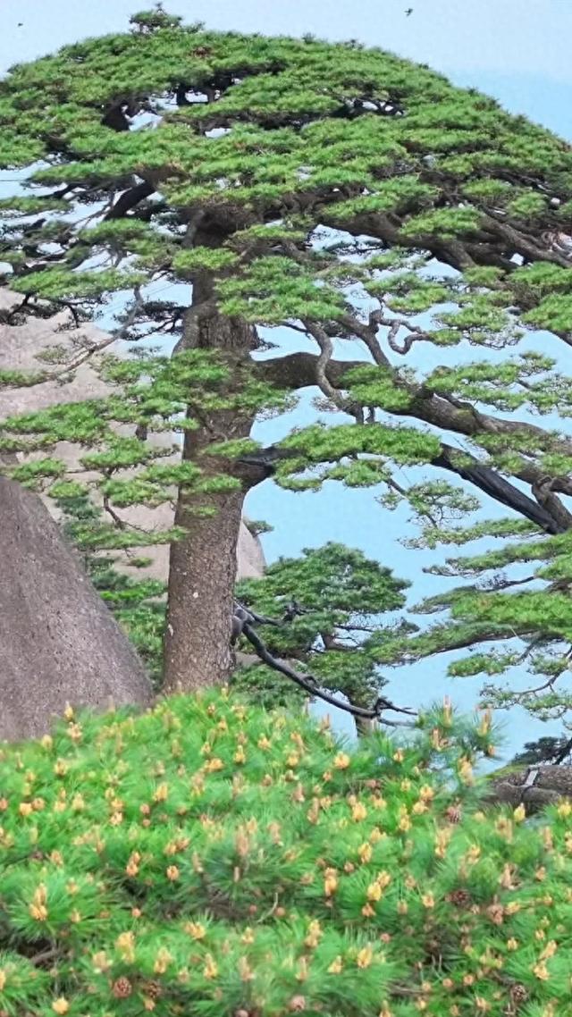 奇观！安徽黄山千年迎客松开花了，网友：第一次见！
