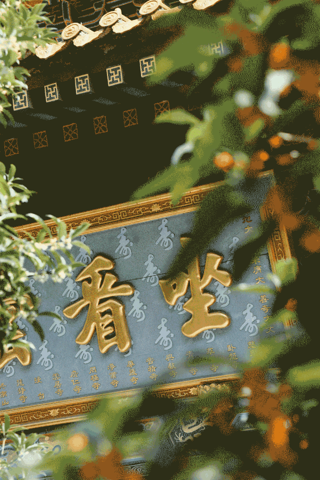 上一个晴天，为你“抢收”了5片金灿灿的桂花