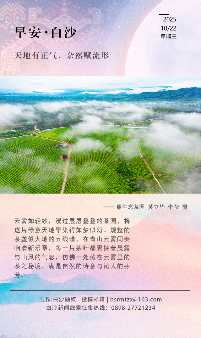 每日一景 | 白沙茶园寻雾境，轻纱漫垄蕴茶香