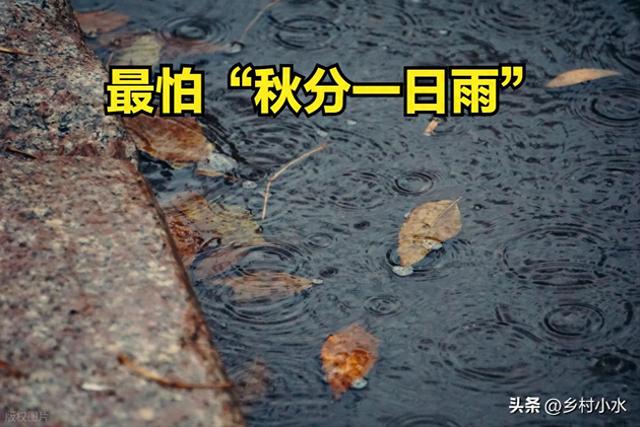 明日“秋分”，老人说最怕“秋分一日雨”，秋分下雨啥预兆？