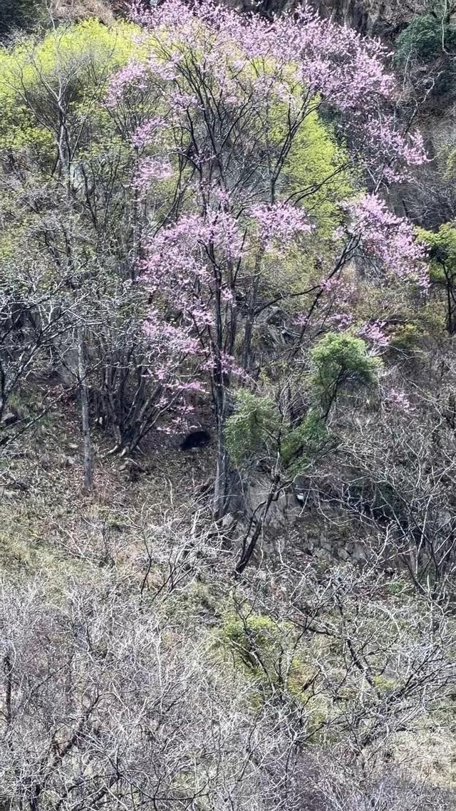 春天有多美？唐家河“熊游客”赴紫荆花之约