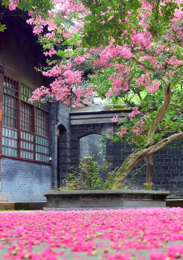 大邑这里紫薇花绽放，错过等一年