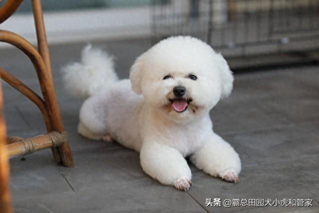 狗一般寿命多长（寿命最长的10种狗VS最短的10种狗第一名能活20年）