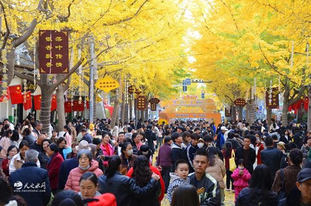 金色长廊映秦州,黄金大道引客来!