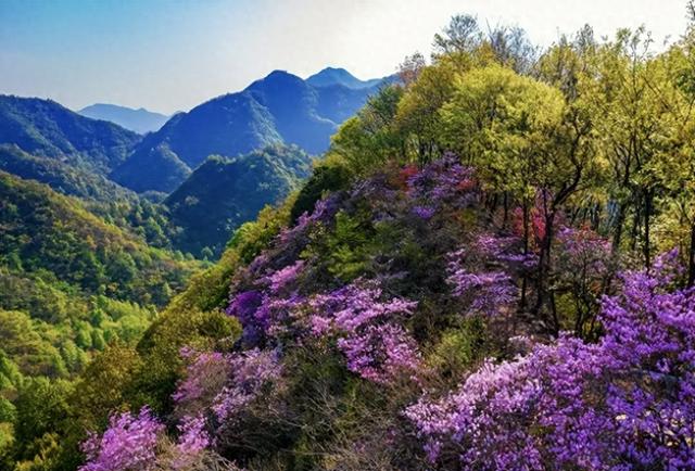还看映山红？安徽大别山深处万株野生映山蓝正开，免费的蓝紫梦境
