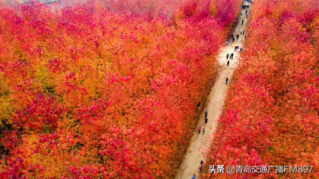 周末近郊游 首选张家楼！青岛西海岸新区第三届红枫文化节19日开幕