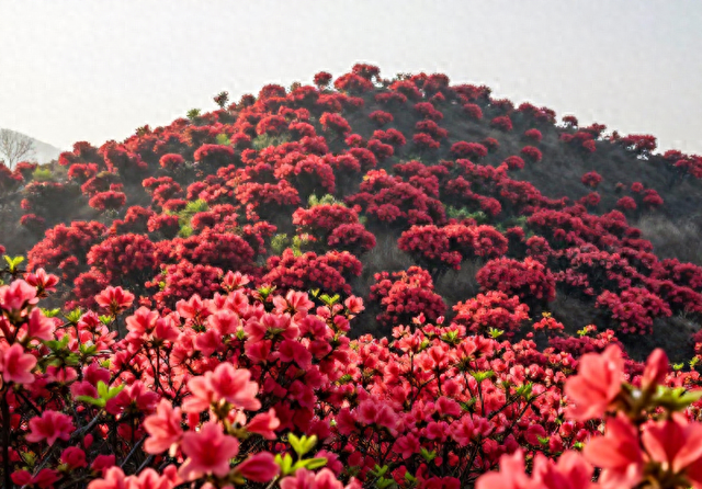 宁波 500 亩杜鹃花开爆了，从山脚到山顶很壮观，适合徒步游玩