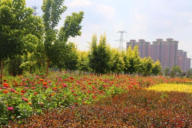 【白银文旅】百日菊盛放铜城，邂逅初秋“花”样浪漫