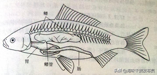 鱼漂那里才是花胶 2026年花胶和鱼漂有什么区别