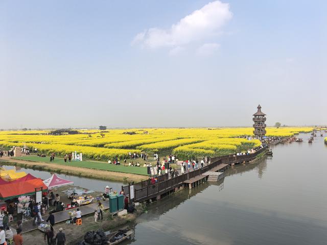 路新社社长周正生观访江苏兴化千垛油菜花景区