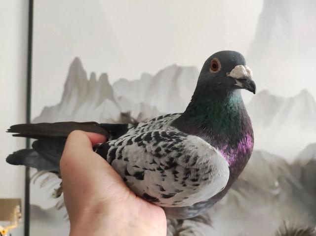 纯正的詹森鸽