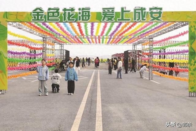 成安县 千亩油菜花绘就金色田园