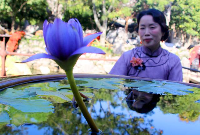 江苏苏州：怡园睡莲绽放 初冬现别样景致