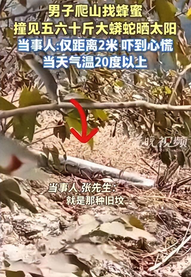 男子上山遇巨型蟒蛇晒太阳！当事人回应：目测有五六十斤重	，当时离它就两米远