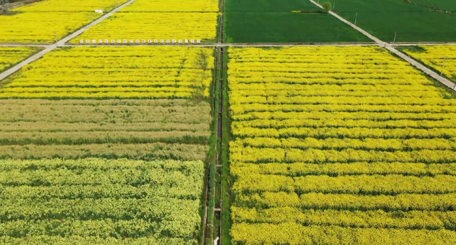 超出片！不用远行，来富阳邂逅彩色花海