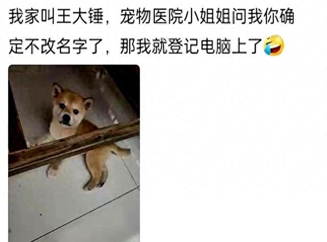 可爱搞笑的狗狗名字大全（笑麻了你的宠物有什么别致的名字网友你的全家桶做完了）