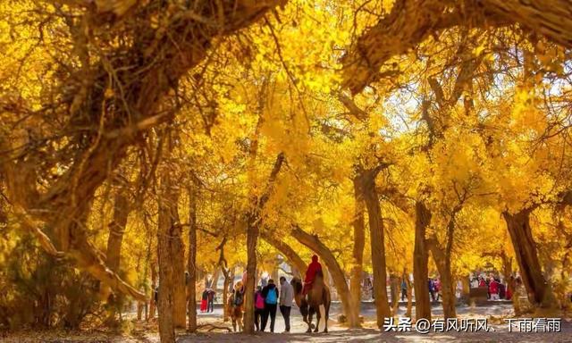 额济纳胡杨：为何枯木、遗址与烟火，反倒成了最动人的风景？