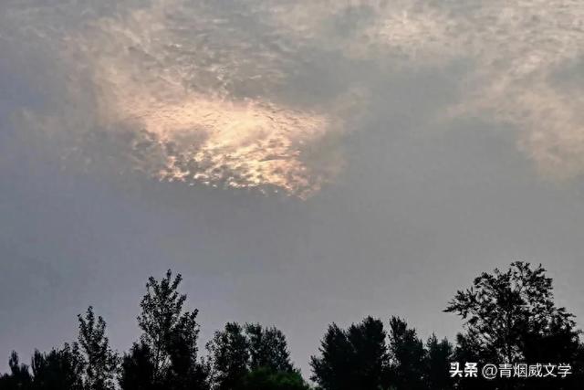 立秋洋河观鸟记