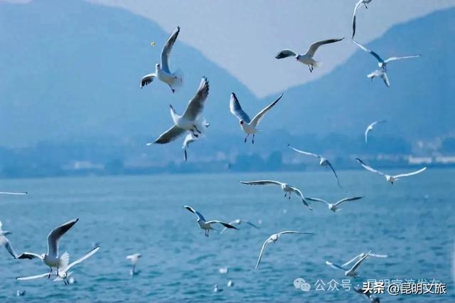 超详细攻略！在昆明官渡，与鸥共舞，六种玩法开启冬日漫游！