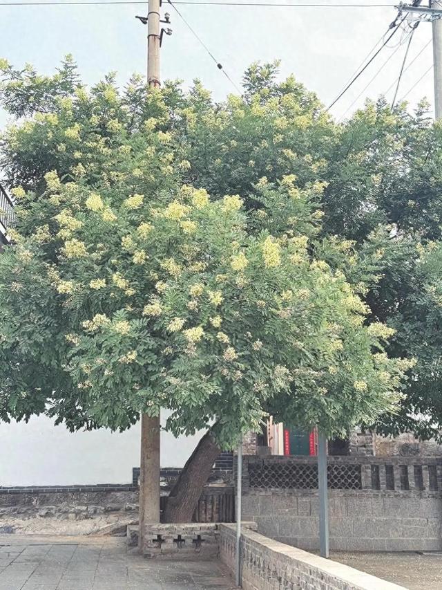 古槐树下的红色记忆——探访涉县西戌镇沙河村